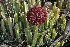 Caralluma umbellata